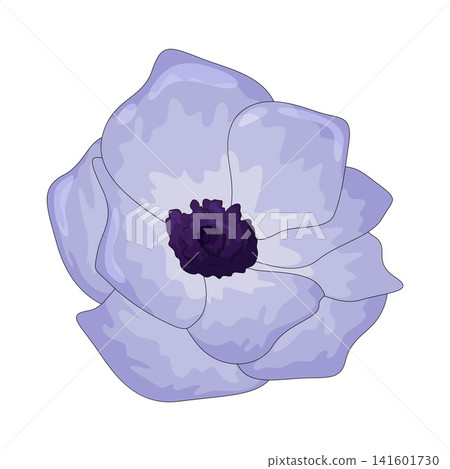 Illustration of Anemone Flower Illustration of Anemone Flower 141601730