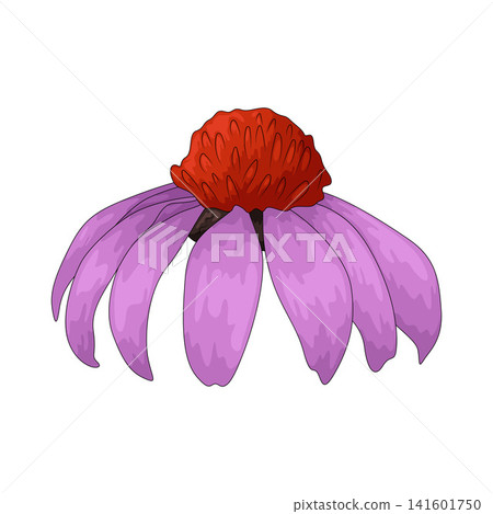 Illustration of Coneflower Illustration of Coneflower 141601750