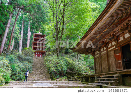 Tourists taking photos of the five-story pagoda at Murō-ji Temple in Uda City, Nara Prefecture, amidst the fresh greenery. Tourists taking photos of the five-story pagoda at Murō-ji Temple in Uda City, Nara Prefecture, amidst the fresh greenery. 141601871