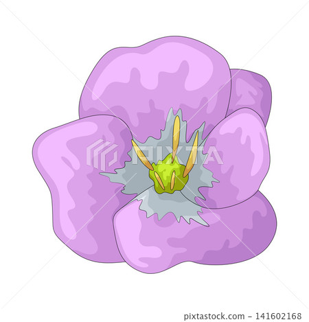 Illustration of Evening Primrose Illustration of Evening Primrose 141602168