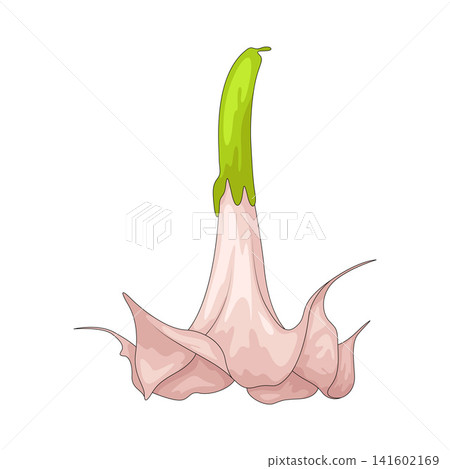 Illustration of Angel Trumpet 141602169