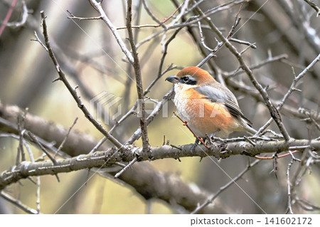 Mos (male) Mos (male) 141602172