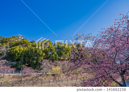 靜岡縣掛川市掛川城附近坂川河畔盛開的櫻花景色 141602230