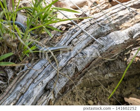 Japanese lizard walking on the ground Japanese lizard walking on the ground 141602252
