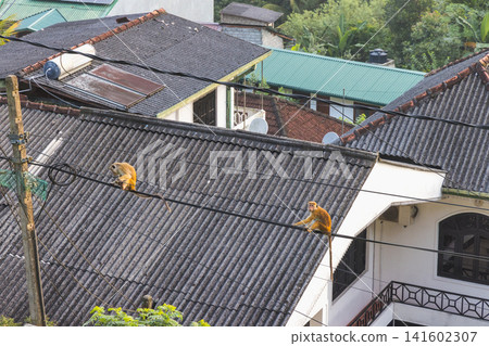 Two wild monkeys sit on power lines above residential rooftops amidst lush greenery, showcasing urban wildlife in a tropical setting. Kandy town in Sri Lanka. Two wild monkeys sit on power lines above residential rooftops amidst lush greenery, showcasing urban wildlife in a tropical setting. Kandy town in Sri Lanka. 141602307