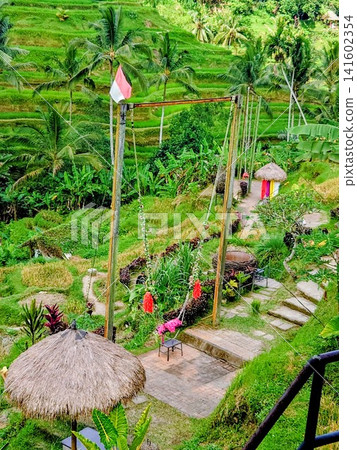 Tegalalang Rice Terraces and Giant Swing in Ubud, Bali Tegalalang Rice Terraces and Giant Swing in Ubud, Bali 141602354