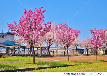 Cherry blossoms in full bloom at Ojiya Station on the Joetsu Line, shining brightly against the spring blue sky. Cherry blossoms in full bloom at Ojiya Station on the Joetsu Line, shining brightly against the spring blue sky. 141602542