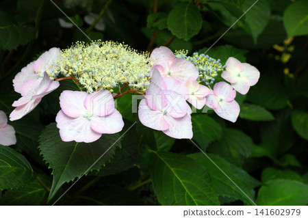  Gaku hydrangea 141602979
