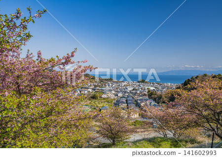 靜岡市(靜岡縣)的由依八千代櫻和由依町的街道 靜岡市(靜岡縣)的由依八千代櫻和由依町的街道 141602993