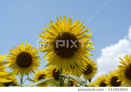 Sunflowers in full bloom and the midsummer sunshine Sunflowers in full bloom and the midsummer sunshine 141603002
