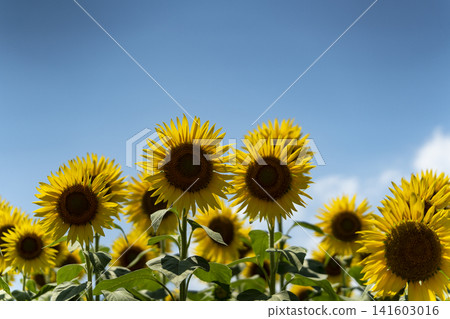 Sunflowers in full bloom and the midsummer sunshine Sunflowers in full bloom and the midsummer sunshine 141603016