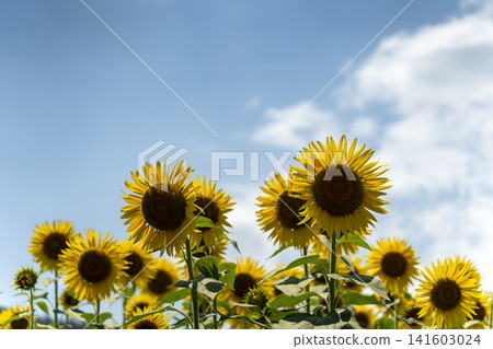Sunflowers in full bloom and the midsummer sunshine Sunflowers in full bloom and the midsummer sunshine 141603024