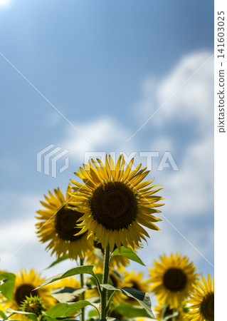 Sunflowers in full bloom and the midsummer sunshine Sunflowers in full bloom and the midsummer sunshine 141603025
