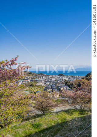 Yui Yachiyozakura and the streets of Yui in Shizuoka City (Shizuoka Prefecture) Yui Yachiyozakura and the streets of Yui in Shizuoka City (Shizuoka Prefecture) 141603191