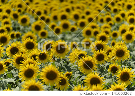 Sunflowers in full bloom and the midsummer sunshine Sunflowers in full bloom and the midsummer sunshine 141603202