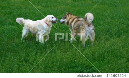 Laika and golden retriever dogs are playing,walking on green lawn Laika and golden retriever dogs are playing,walking on green lawn 141603224