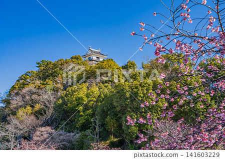 A scene of cherry blossoms blooming along the Sakagawa River near Kakegawa Castle in Kakegawa City (Shizuoka Prefecture) A scene of cherry blossoms blooming along the Sakagawa River near Kakegawa Castle in Kakegawa City (Shizuoka Prefecture) 141603229