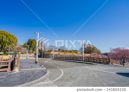 A scene of cherry blossoms blooming along the Sakagawa River near Kakegawa Castle in Kakegawa City (Shizuoka Prefecture) A scene of cherry blossoms blooming along the Sakagawa River near Kakegawa Castle in Kakegawa City (Shizuoka Prefecture) 141603230