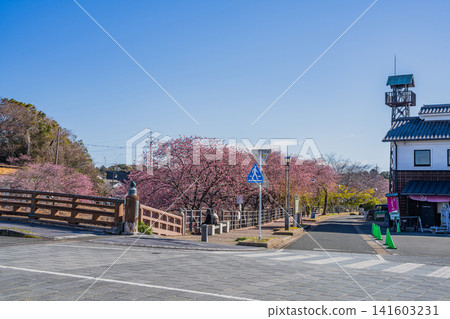靜岡縣掛川市掛川城附近坂川河畔盛開的櫻花景色 靜岡縣掛川市掛川城附近坂川河畔盛開的櫻花景色 141603231