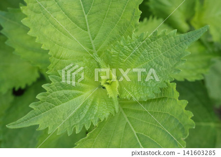 Shiso leaves Shiso leaves 141603285
