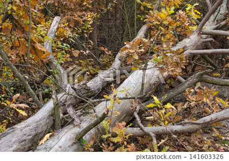 Old fallen dry trees in the forest Old fallen dry trees in the forest 141603326
