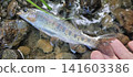 在北海道山澗中捕獲的虹鱒魚 141603386