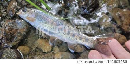 在北海道山澗中捕獲的虹鱒魚 141603386