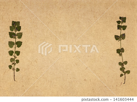 Kraft paper background with pressed herbs and large copy space, featuring soft aged paper texture. Elegant textured rustic backdrop for vintage botanical designs and creative layouts Kraft paper background with pressed herbs and large copy space, featuring soft aged paper texture. Elegant textured rustic backdrop for vintage botanical designs and creative layouts 141603444