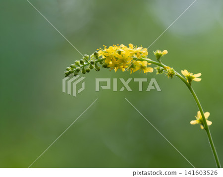 The medicinal herb *Persicaria filiformis* The medicinal herb *Persicaria filiformis* 141603526