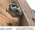 紙蜂的巢穴和生態，紙蜂是屋簷下常見的危險害蟲。 141603562