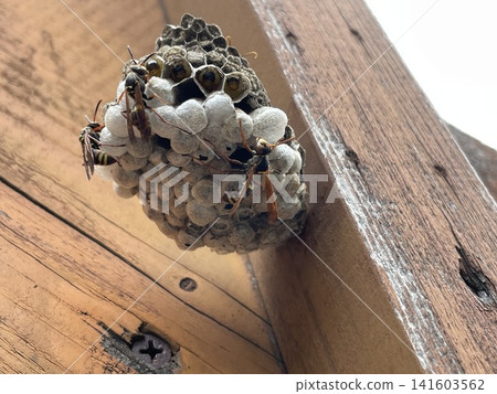The nests and ecology of paper wasps, a dangerous pest found under eaves. The nests and ecology of paper wasps, a dangerous pest found under eaves. 141603562