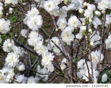 櫻花背景 - 28 櫻花背景 - 28 141603585