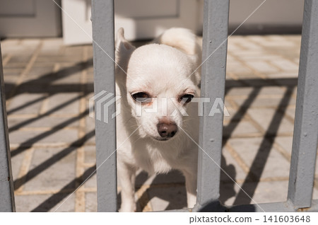 International Chihuahua Appreciation Day. Small white chihuahua behind metal bars on sunny day International Chihuahua Appreciation Day. Small white chihuahua behind metal bars on sunny day 141603648