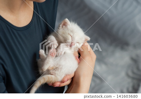Peaceful white kitten sleeping in hands. World Allergy Awareness Day Peaceful white kitten sleeping in hands. World Allergy Awareness Day 141603680