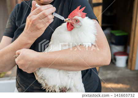 Female holding white chicken administering vaccine with syringe Female holding white chicken administering vaccine with syringe 141603732