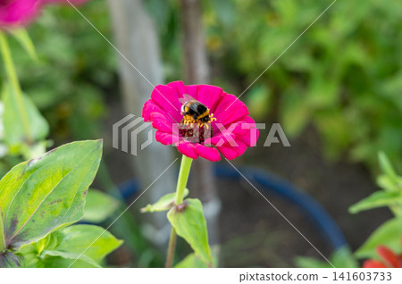 Bumblebee on vibrant pink flower in lush garden setting Bumblebee on vibrant pink flower in lush garden setting 141603733