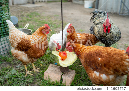 Group of chickens and rooster feeding on vegetables in farmyard setting Group of chickens and rooster feeding on vegetables in farmyard setting 141603737