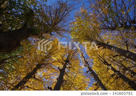 A row of ginkgo trees stands tall against the clear blue sky. 141603781