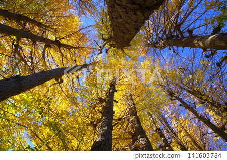 Ginkgo trees soaring towards the clear blue sky (3) Ginkgo trees soaring towards the clear blue sky (3) 141603784
