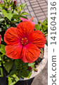 紅芙蓉 141604136