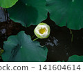 A single white lotus emerges from the mud, unstained by it, purely born from adversity. A single white lotus emerges from the mud, unstained by it, purely born from adversity. 141604614