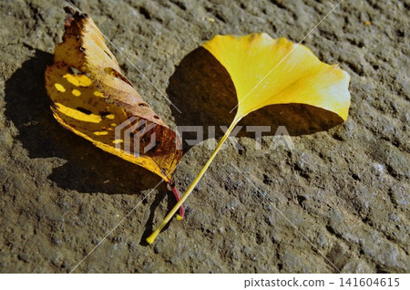 Autumn traditions: cherry blossoms and ginkgo leaves Autumn traditions: cherry blossoms and ginkgo leaves 141604615