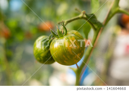Green and yellow tomatoes ripening on vine in sunny garden. Fresh Florida Tomato Month Green and yellow tomatoes ripening on vine in sunny garden. Fresh Florida Tomato Month 141604668
