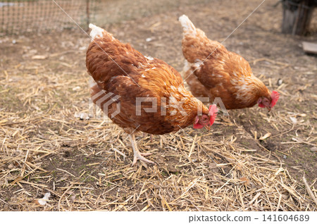 Two red hens pecking and walking on straw covered ground 141604689