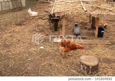 Brown hen walking on straw floor inside enclosed chicken coop Brown hen walking on straw floor inside enclosed chicken coop 141604692