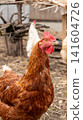 Brown hen standing close up in farmyard coop setting 141604726