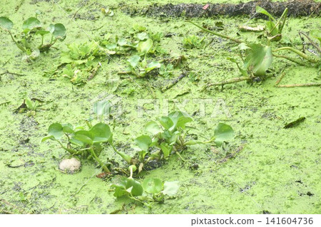 water hyacinth and duckweed floating on river make trouble to boat transporting on surface water hyacinth and duckweed floating on river make trouble to boat transporting on surface 141604736