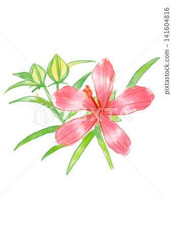 A hand-painted watercolor illustration of blooming maple-leaved hibiscus flowers. A hand-painted watercolor illustration of blooming maple-leaved hibiscus flowers. 141604816