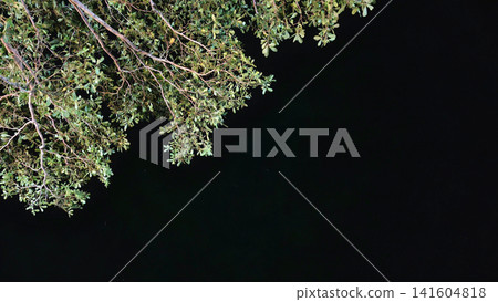 Green Tree Canopy Branches Silhouetted Against Pitch Black Sky Green Tree Canopy Branches Silhouetted Against Pitch Black Sky 141604818