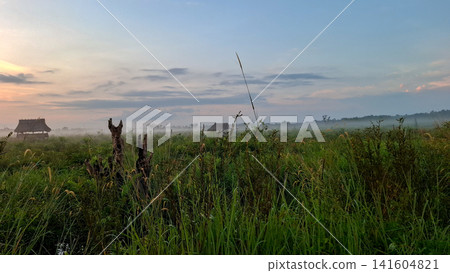 Lush Green Wild Grass Field in Morning Mist under Soft Sky Lush Green Wild Grass Field in Morning Mist under Soft Sky 141604821
